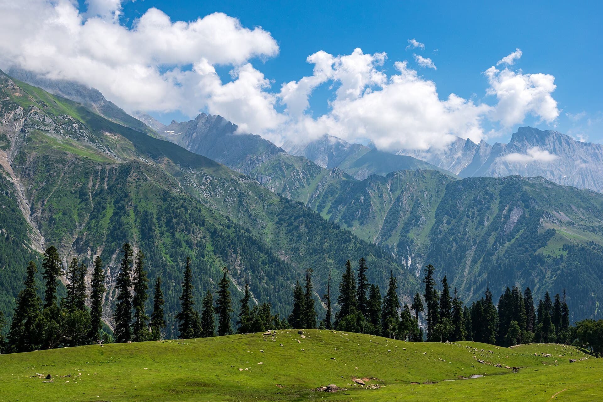Green alpine meadows and pine forests beneath the mountain peaks of Sonamarg